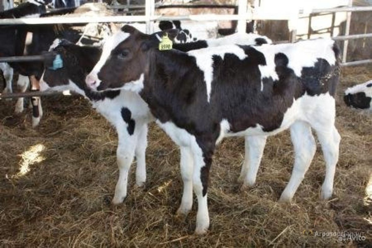 Теленок 80 кг