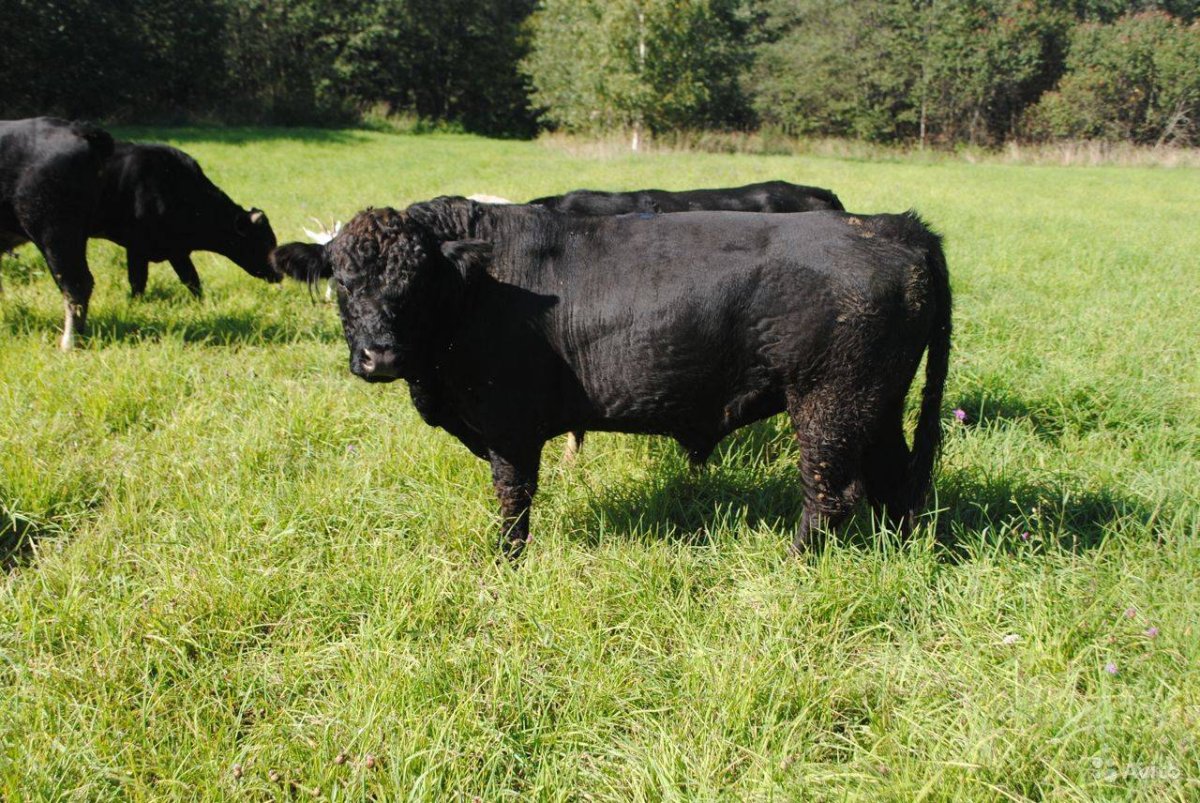 Галловейская порода бык