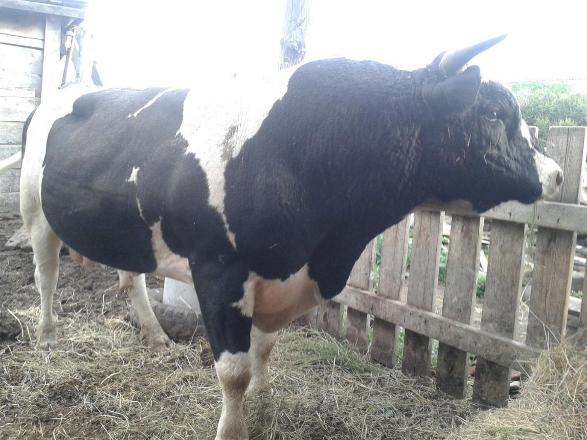 Голштинская порода Быков