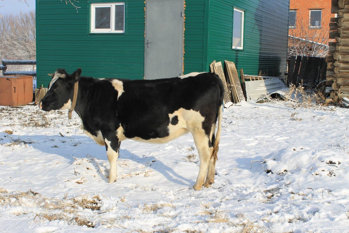 Порода Быков Холмогорская порода