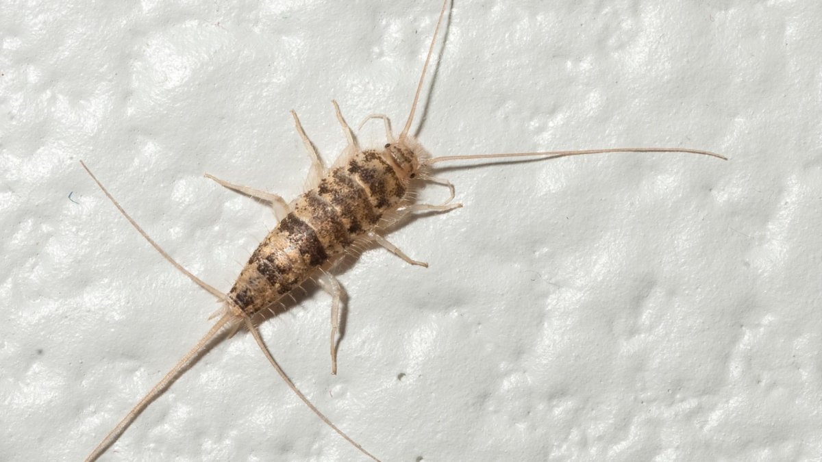 Гребенчатая чешуйница насекомое