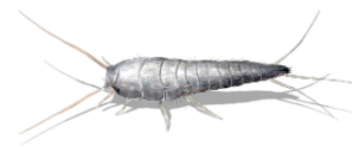 Чешуйница Пещерная