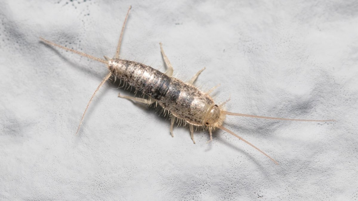 Чешуйница в матрасе закрытом