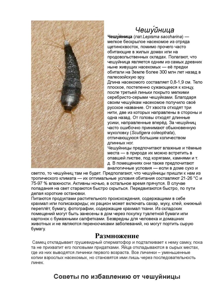 Сахарная чешуйница (lepisma saccharina)