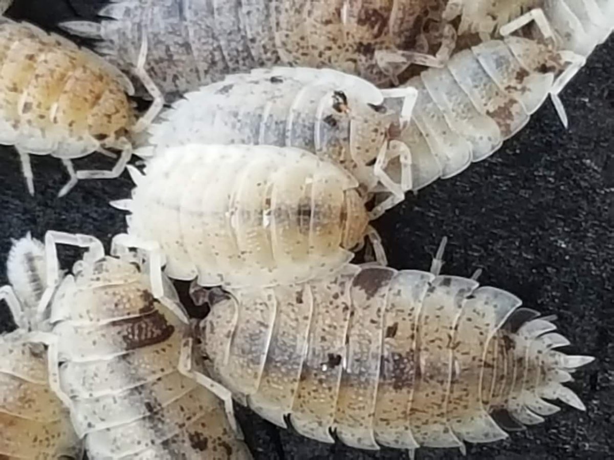 Карликовая мокрица Тропическая белая