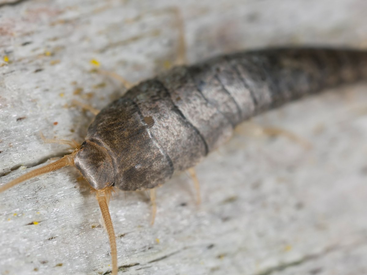 Личинка чешуйницы