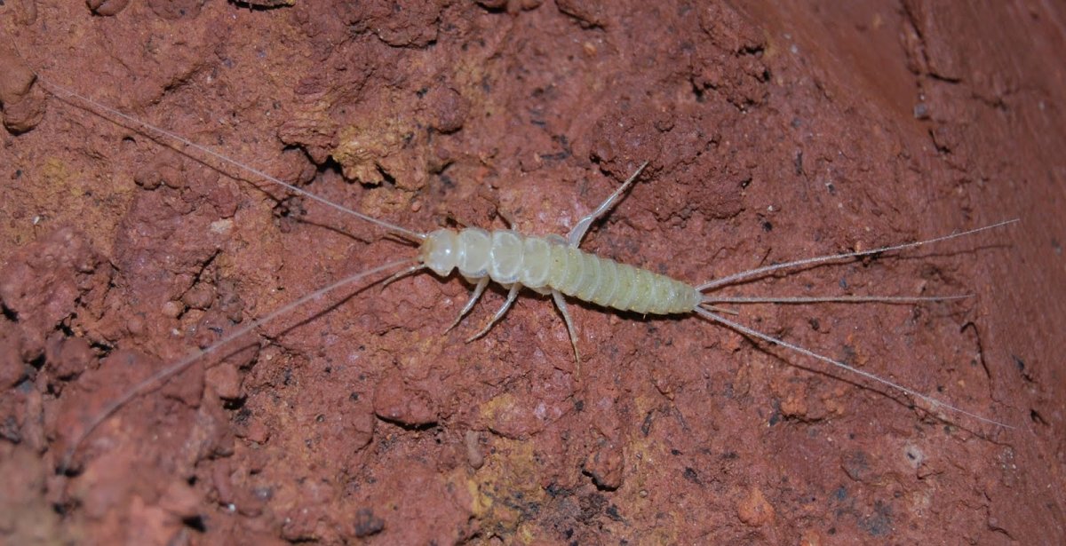 Plutomurus ortobalaganensis