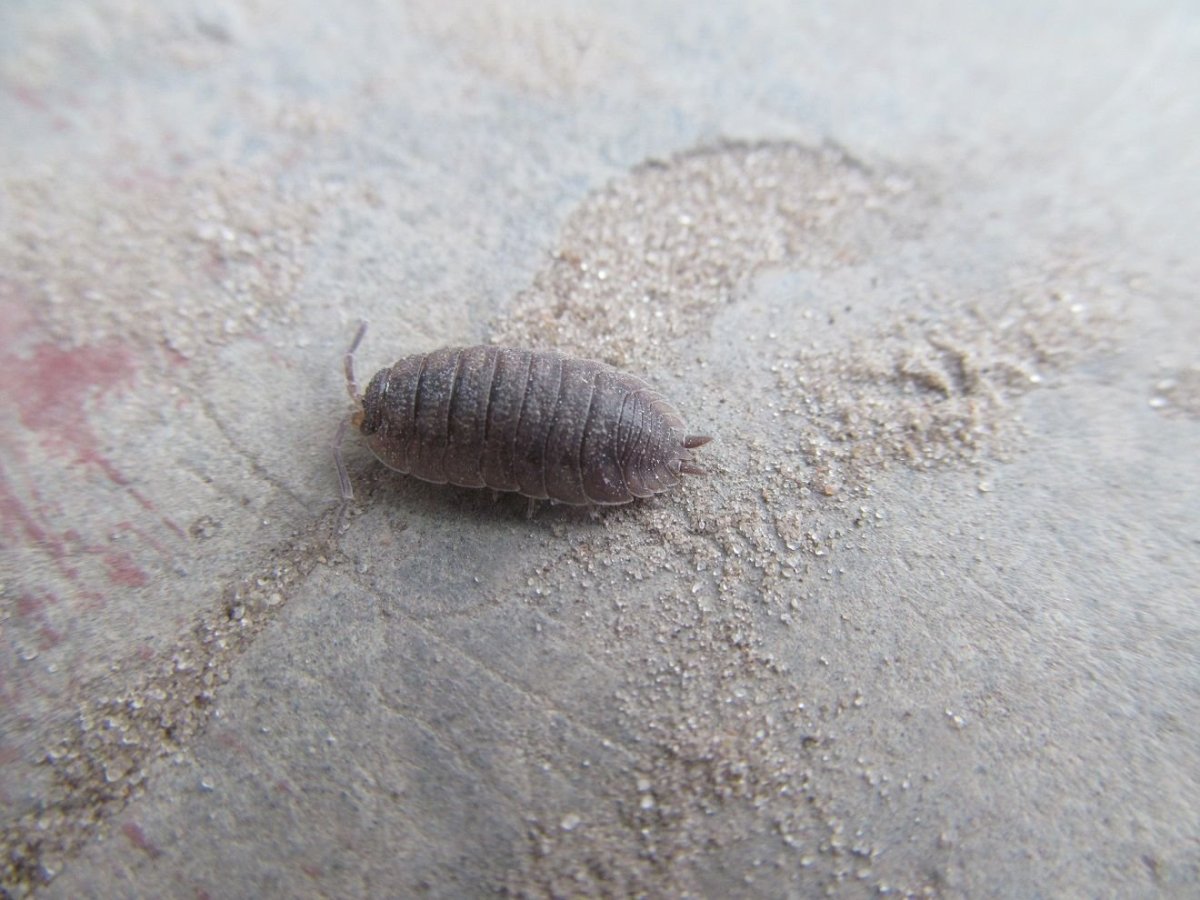 Мокрицы Porcellio scaber