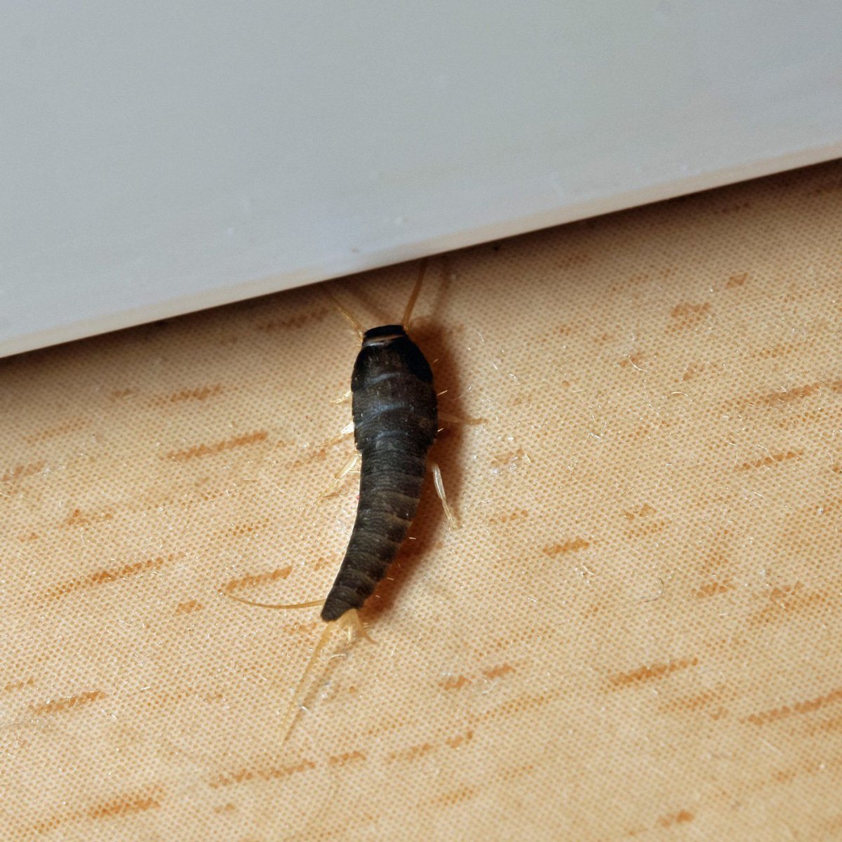 Обыкновенная чешуйница личинка