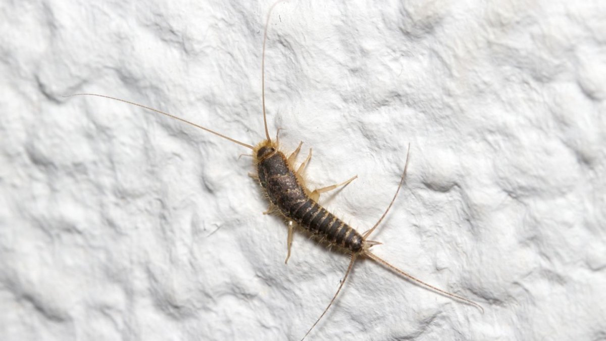 Чешуйница (lepisma saccharina)