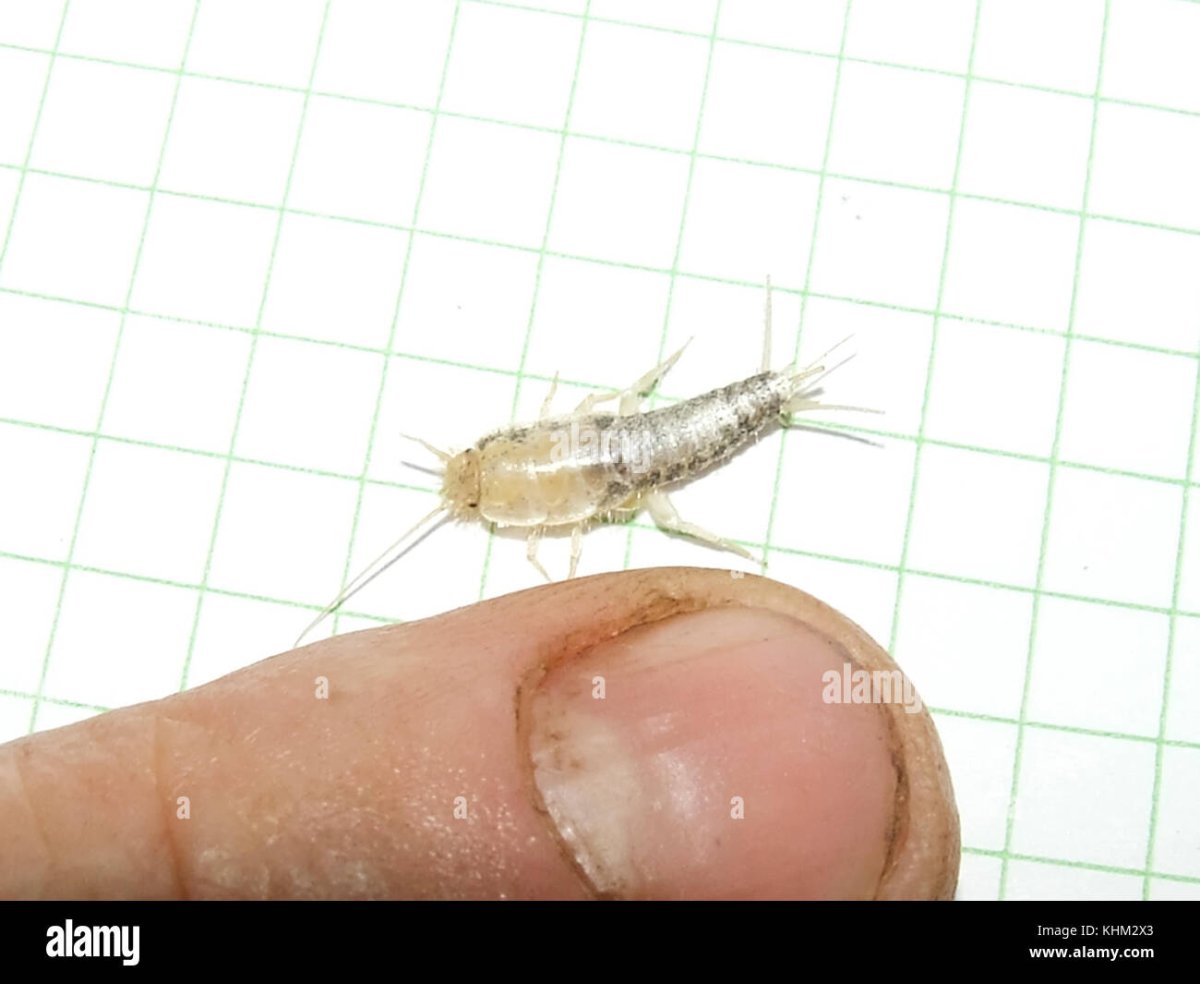 Серебряная рыба. Насекомое lepisma saccharina