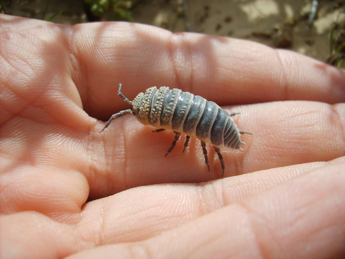 Мокрица двухвостка