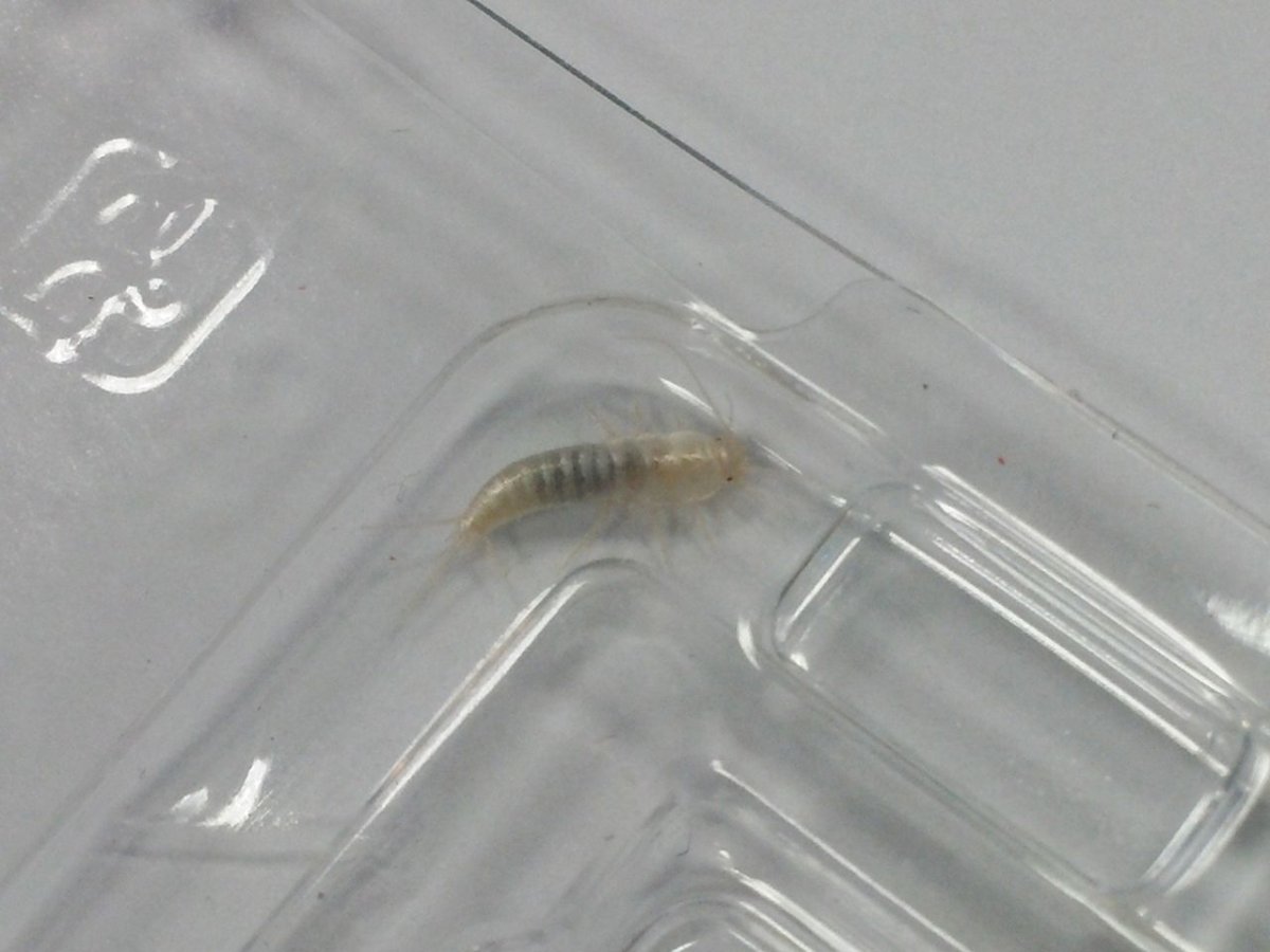 Мокрица насекомое в ванной белые