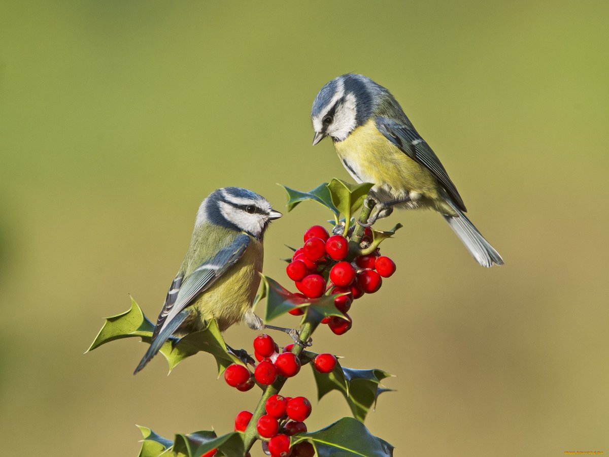 Синичка на ветке