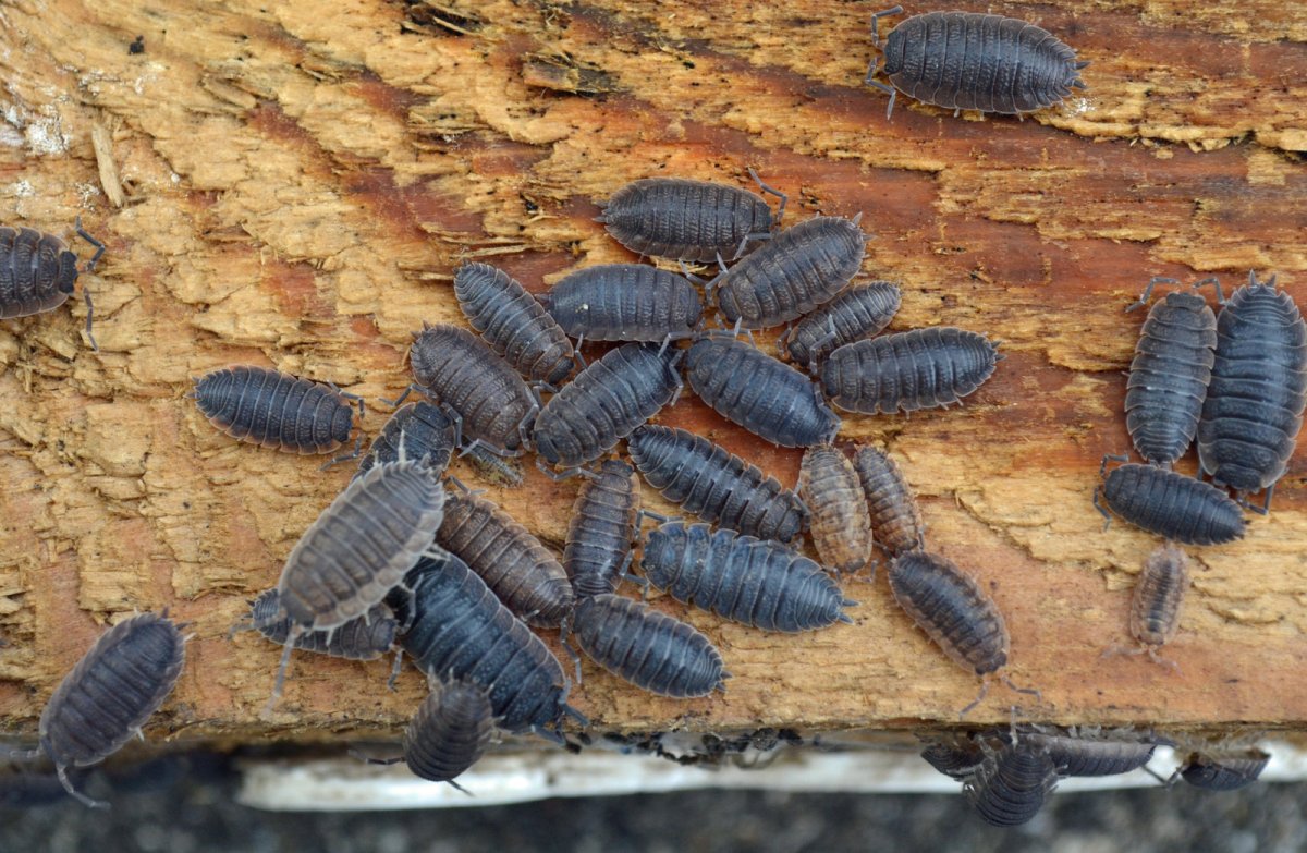 Жук мокрица в доме