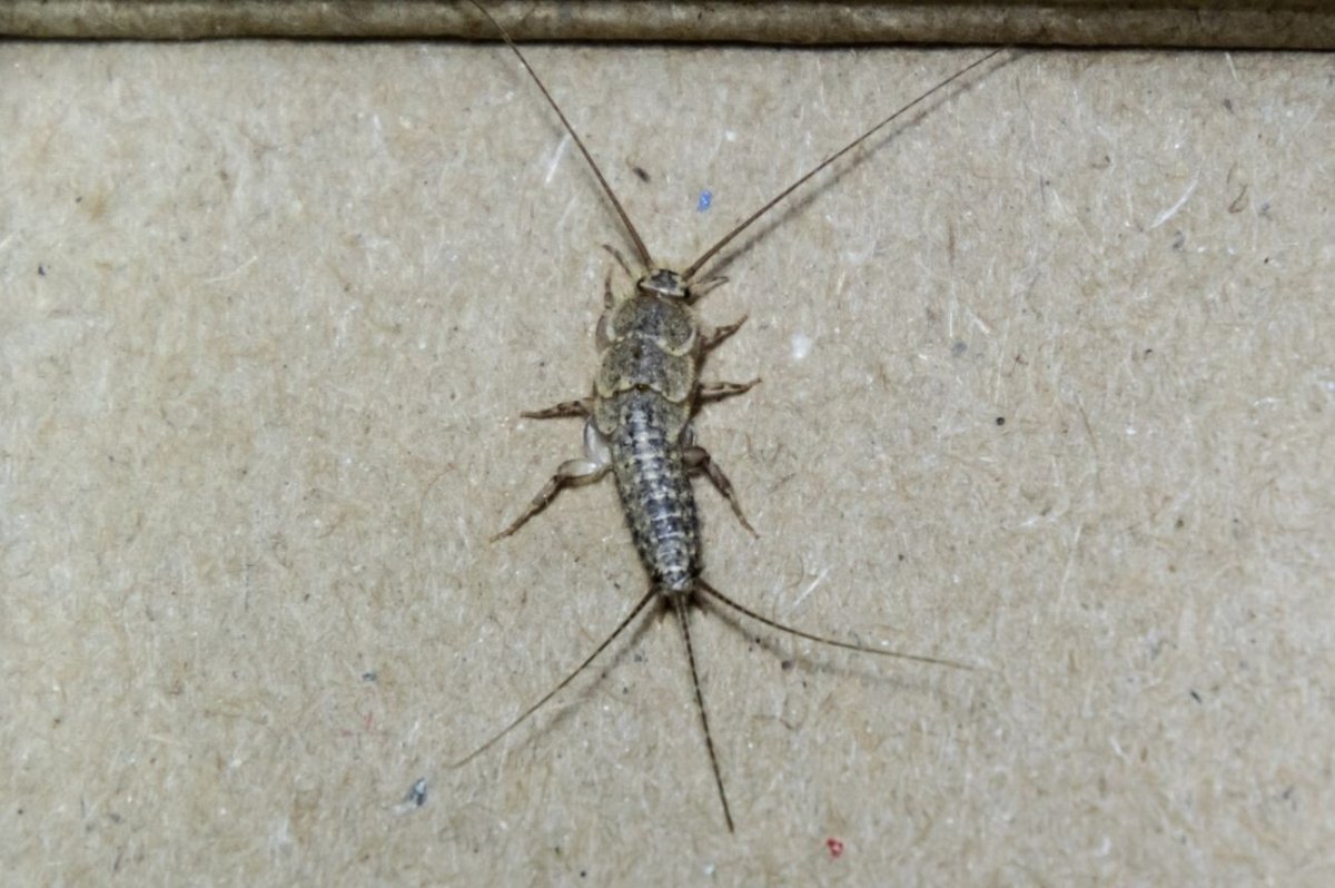 Насекомые в бумаге