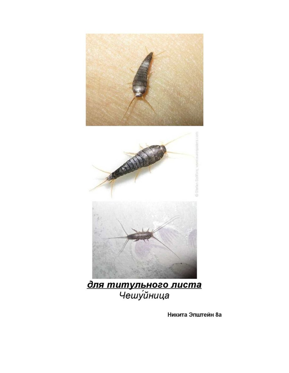 Личинка чешуйницы