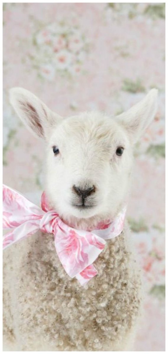 Красивая Овечка