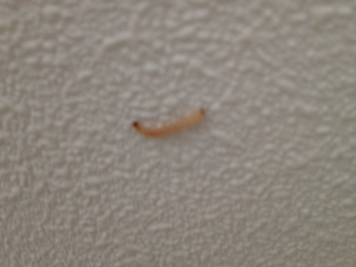 Маленький белый червячок с черной головкой что это
