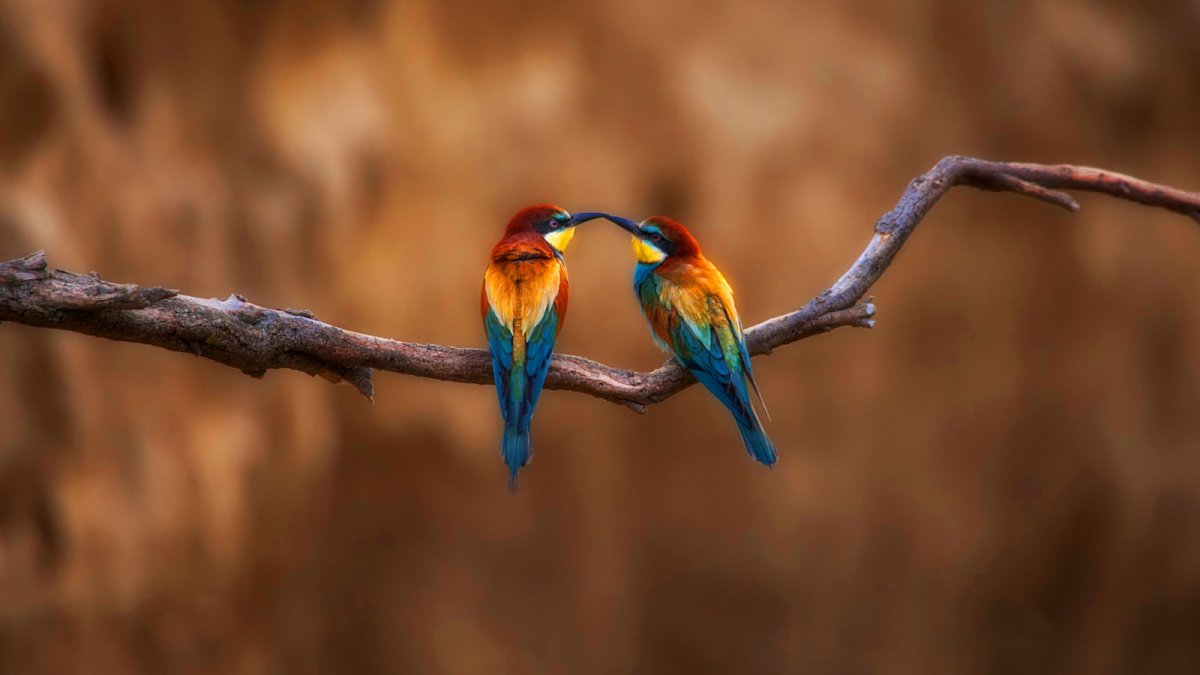 Птички вместе на ветке