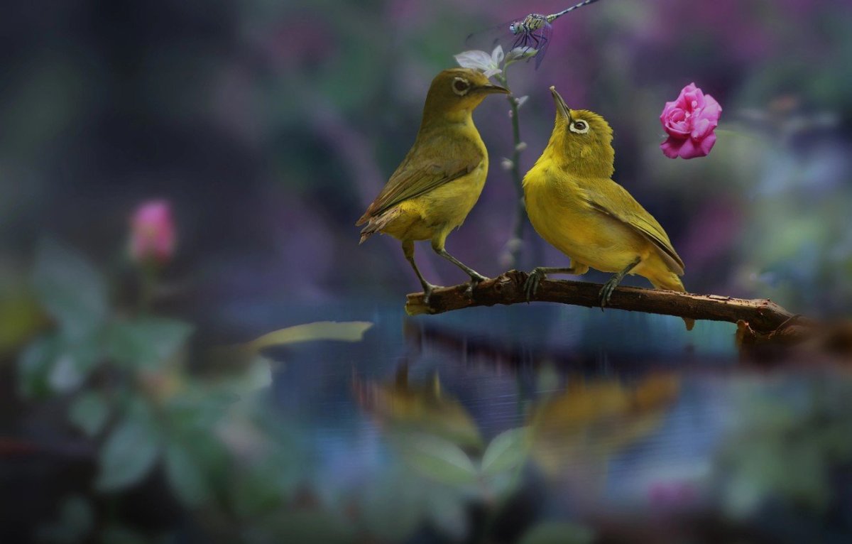 Две птицы на ветке