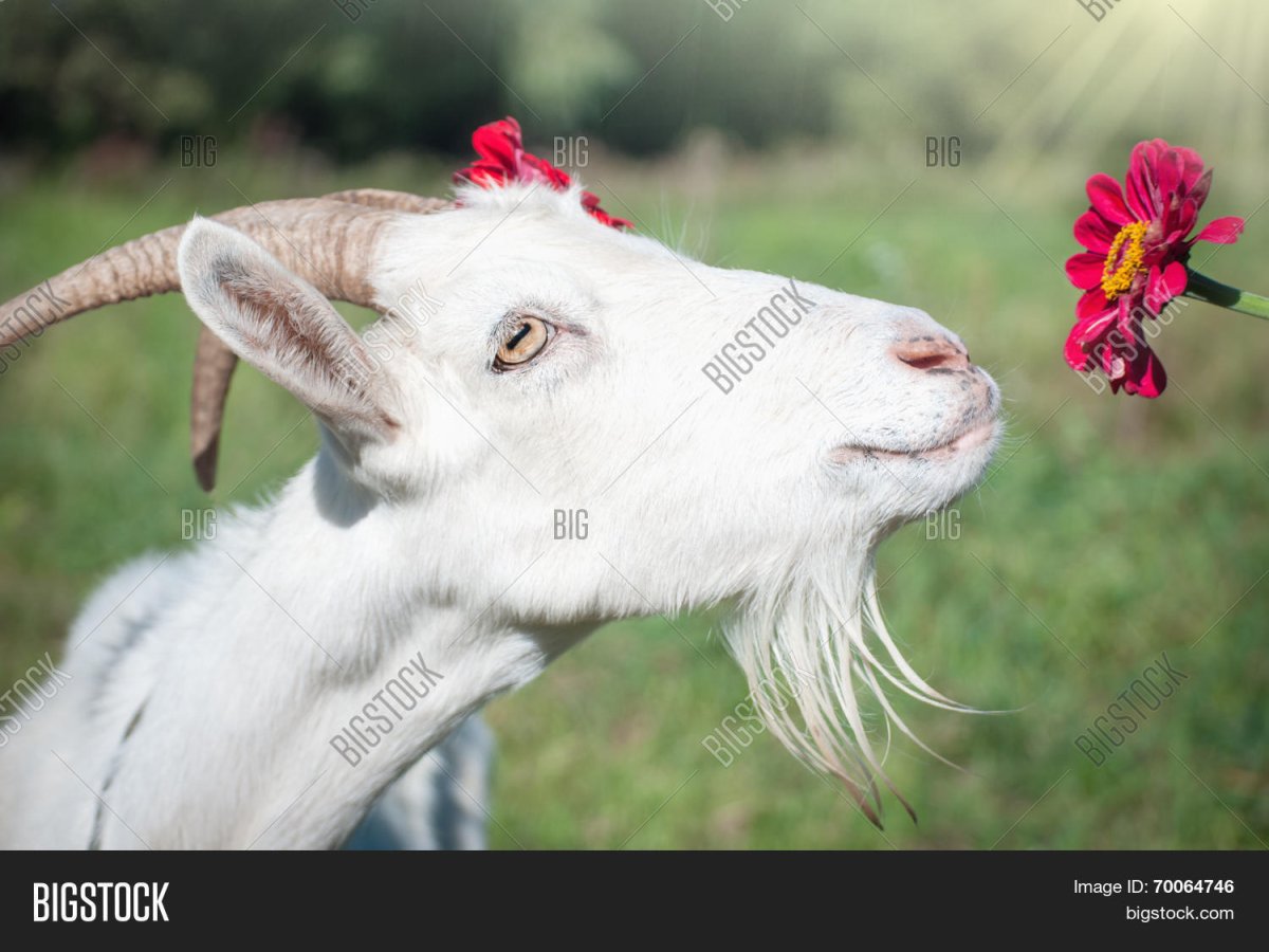 Коза ест цветы