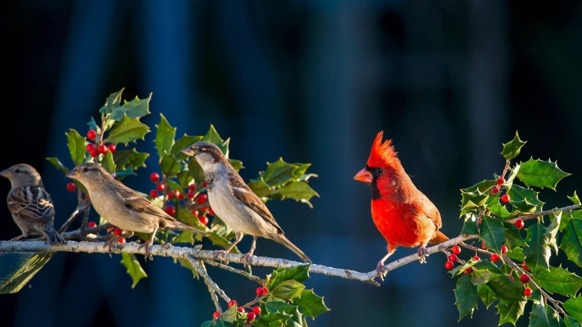 Три птички на ветке