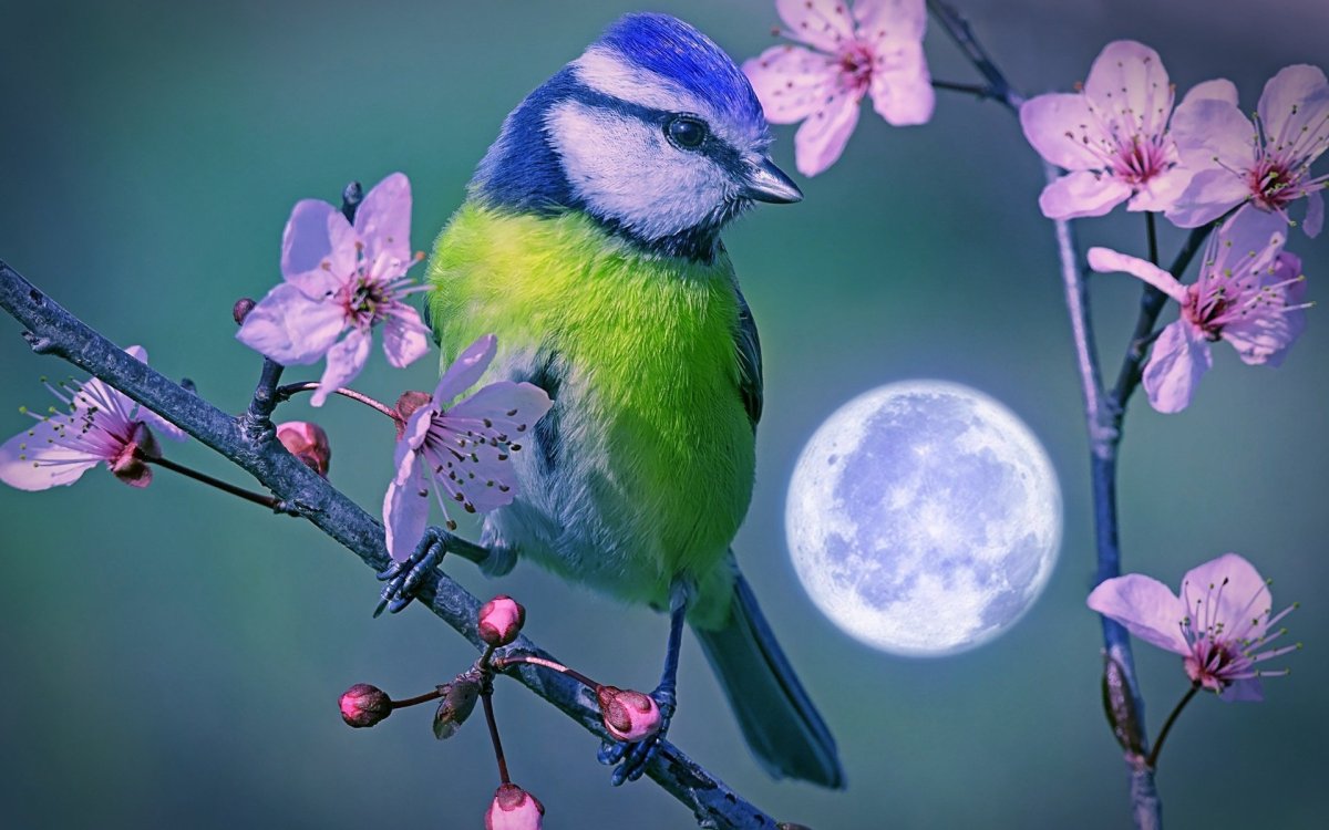 Синица на цветущей ветке