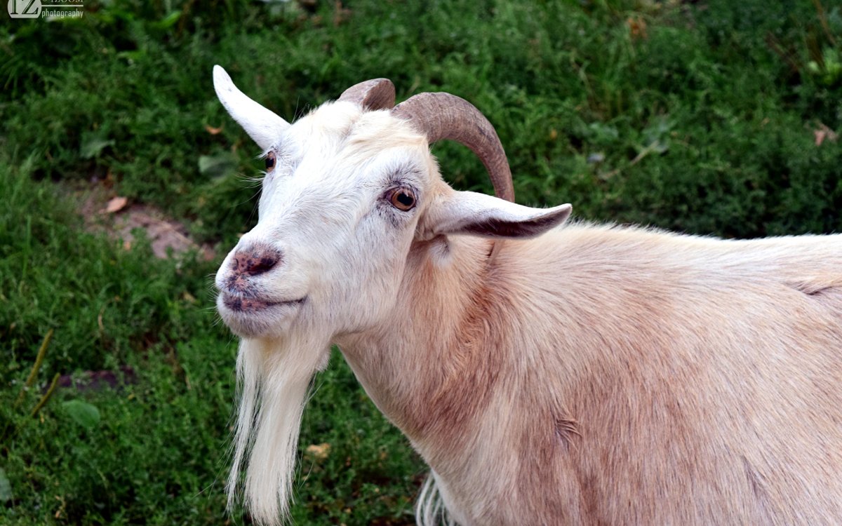 Коза и козёл