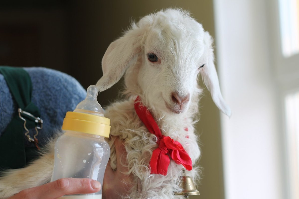 Коза с бантиком