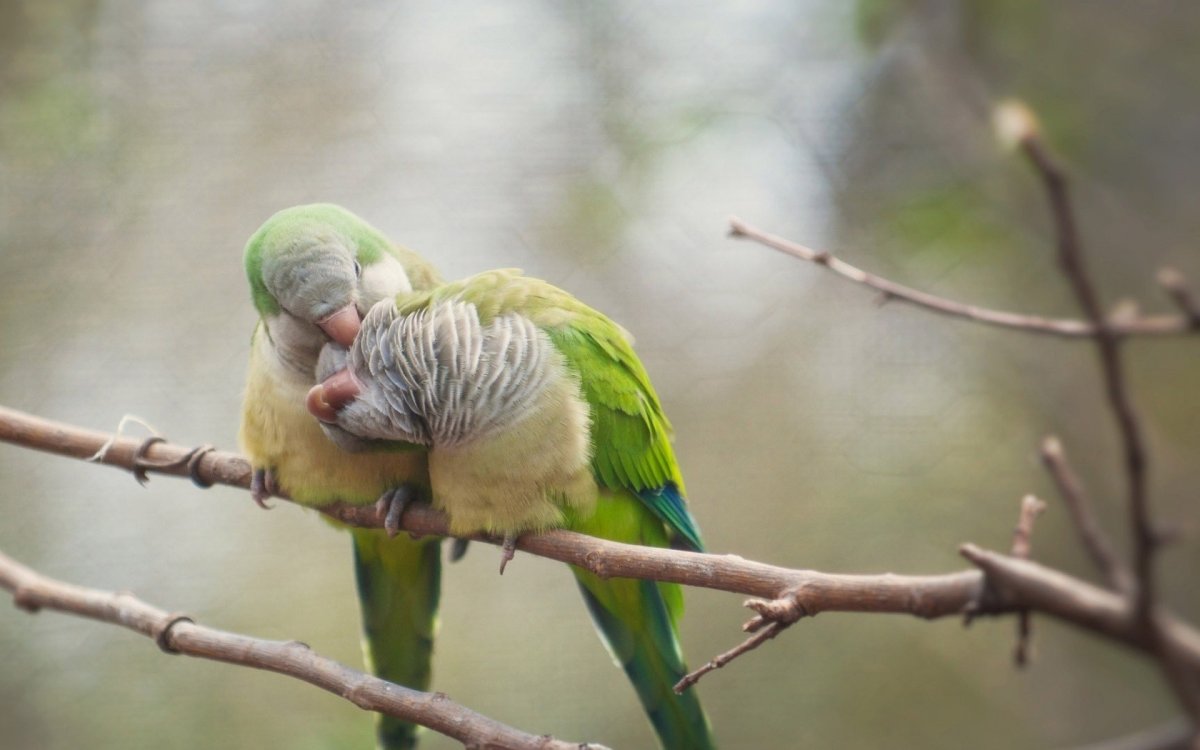 Влюбленные попугаи