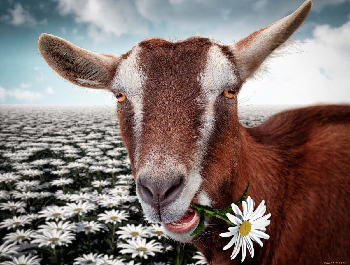 Корова "Ромашка"