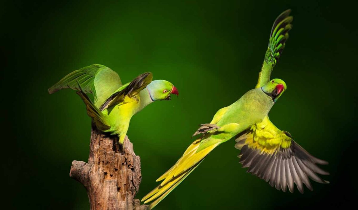 2 Попугая футаж горизонтально