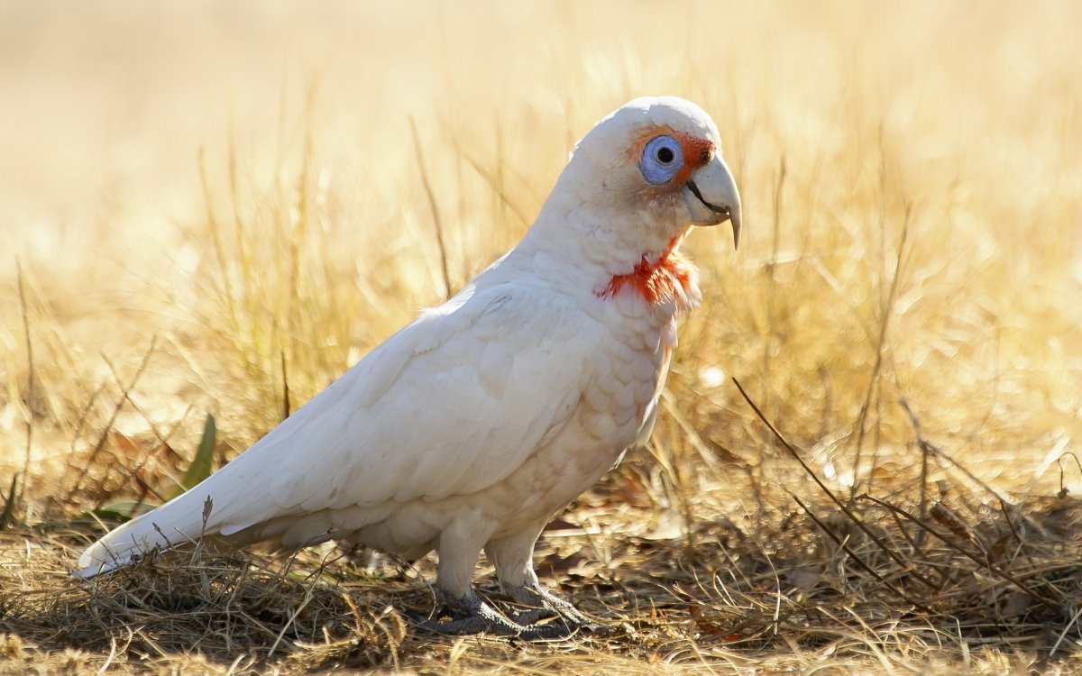 Long-billed Corella