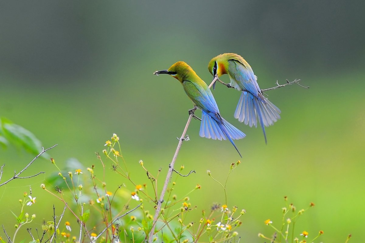 Природа птицы