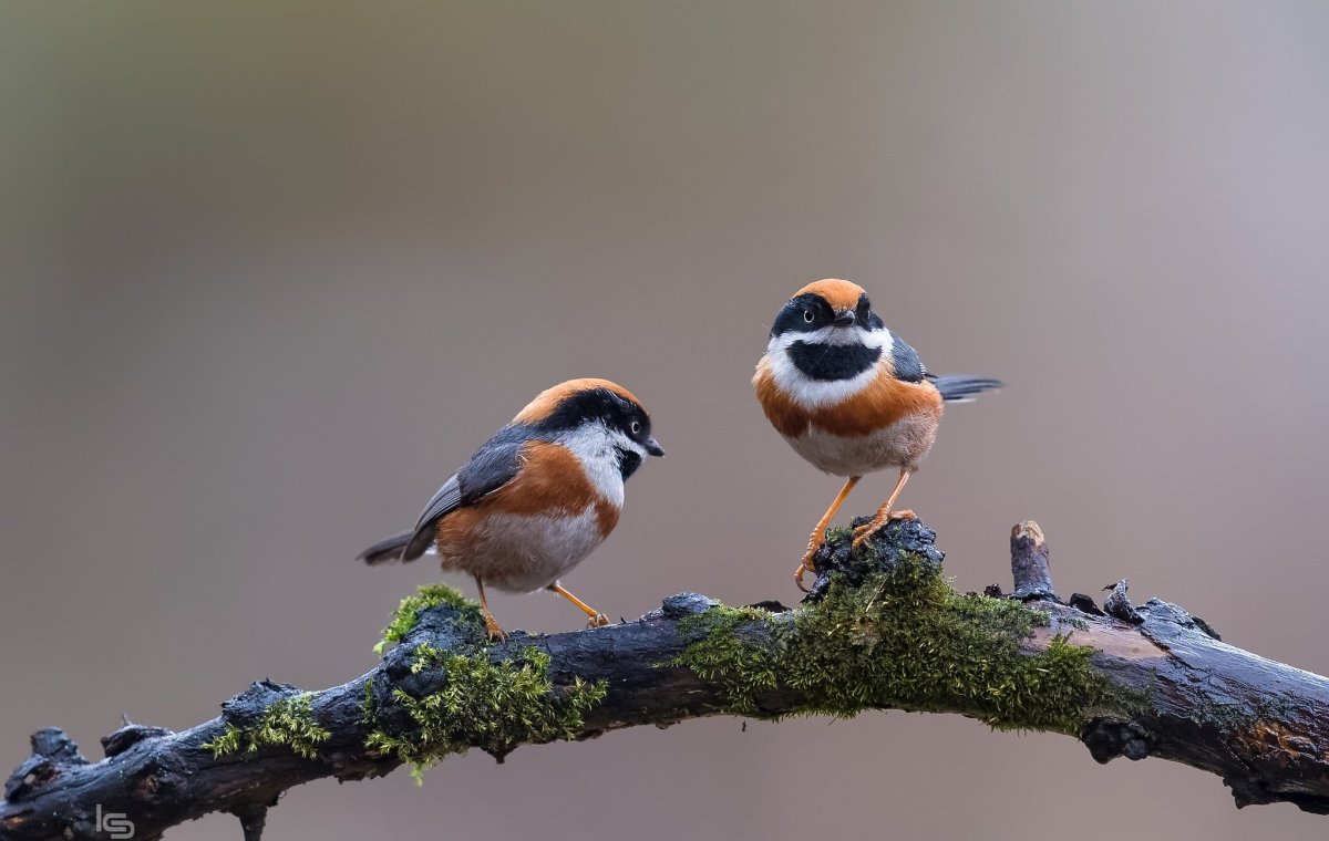 Две птички на ветке