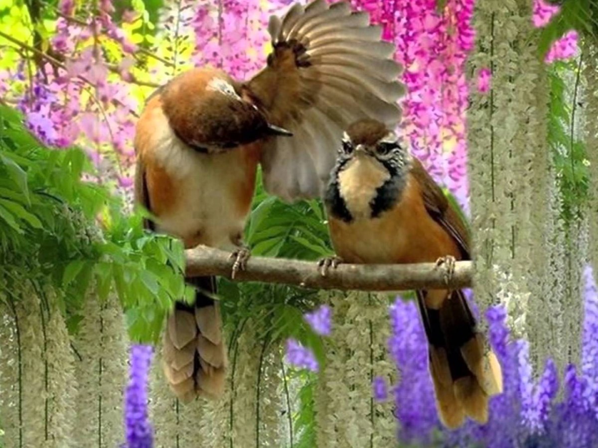 Мир природы. Птицы