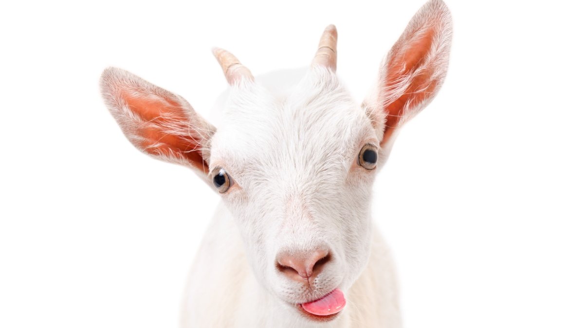 Коза с высынутым языком