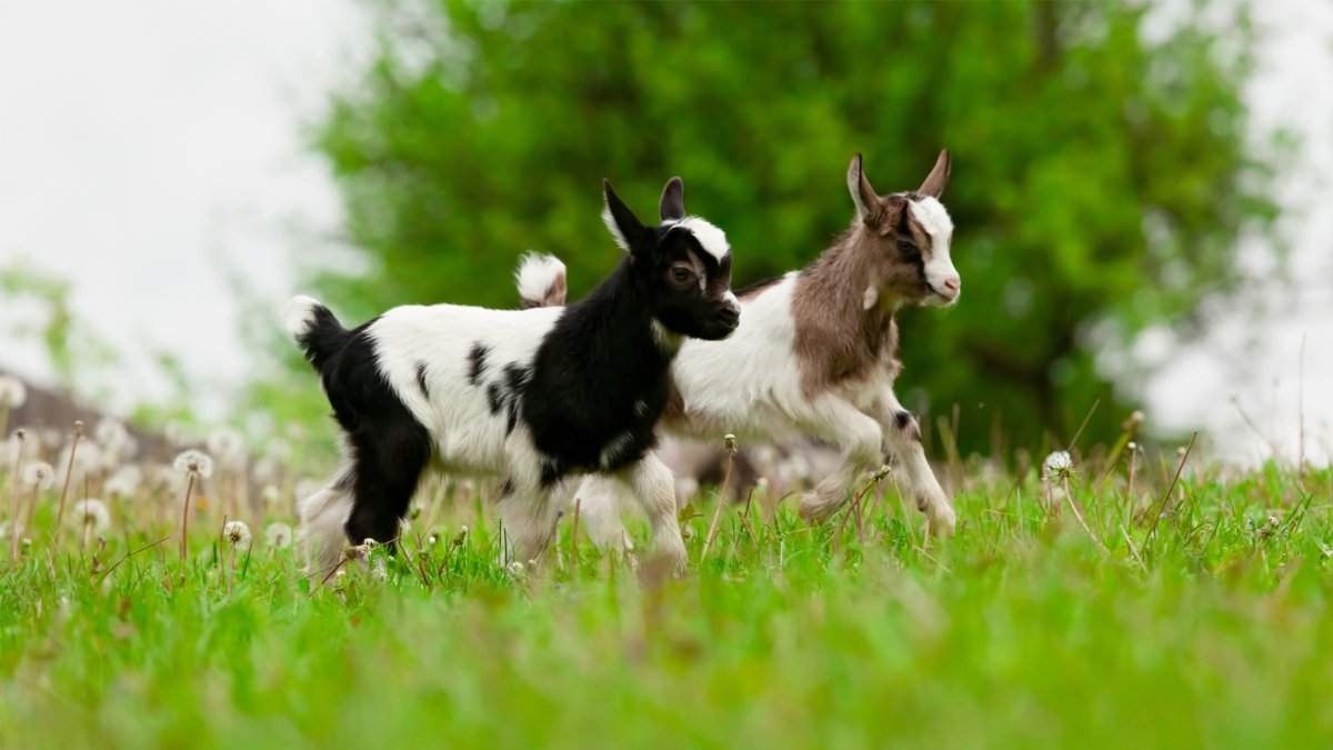 Смешные козлята