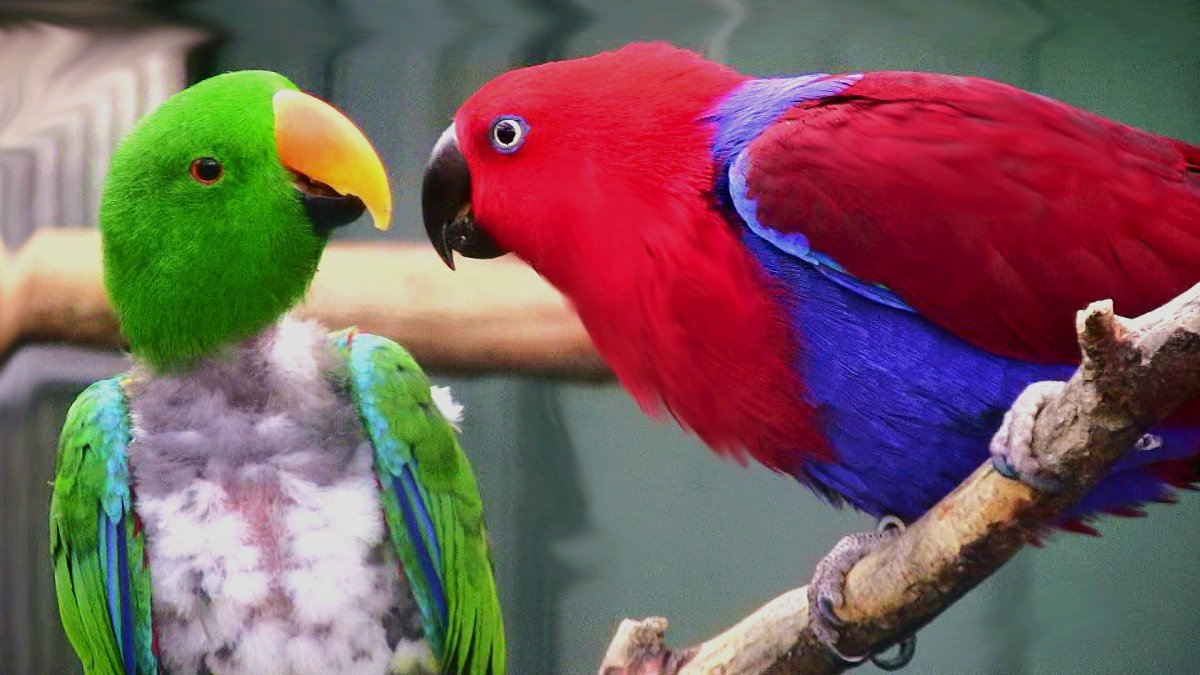 Попугай ара зеленокрылый