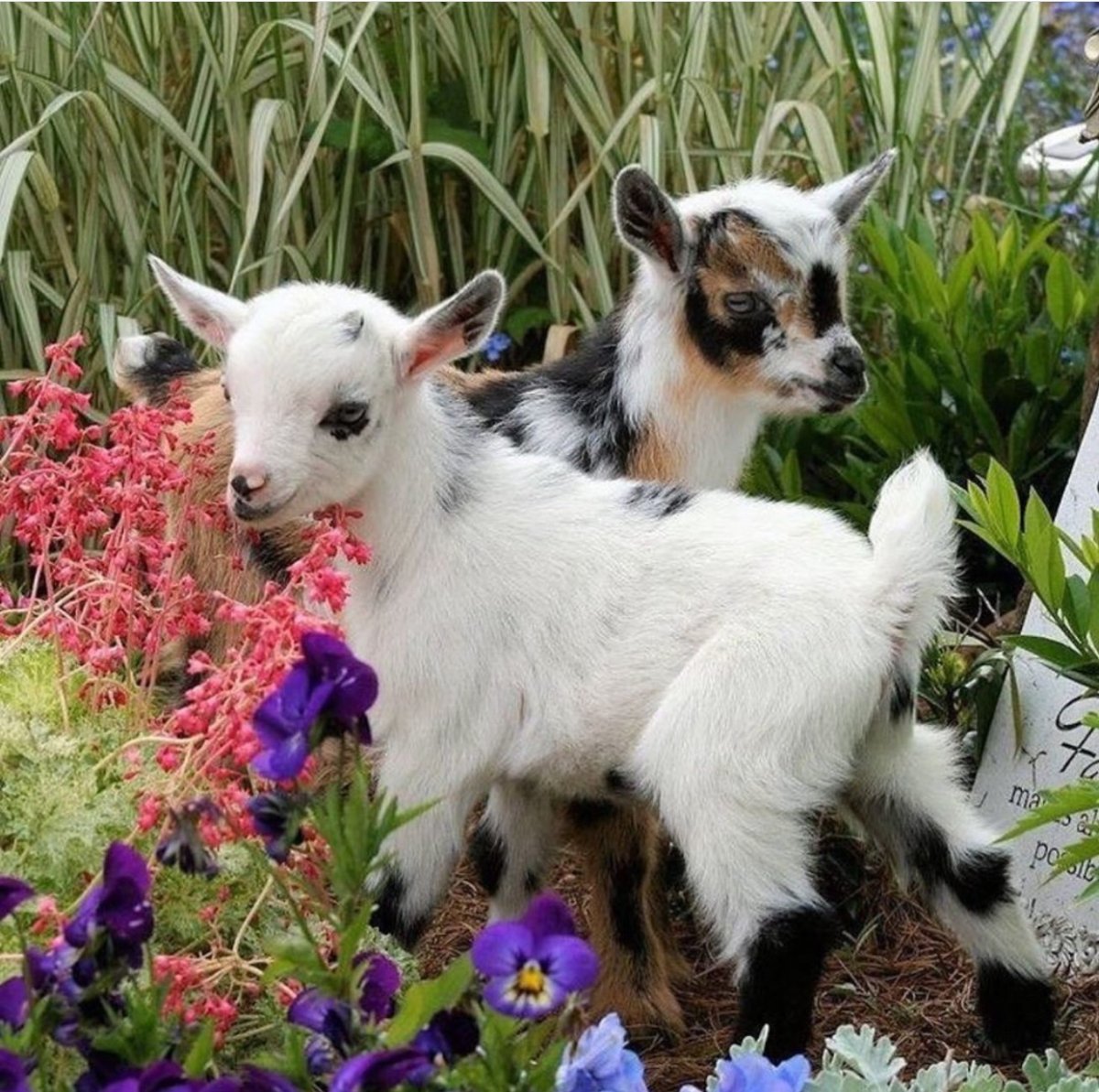 Козы породы Барбари