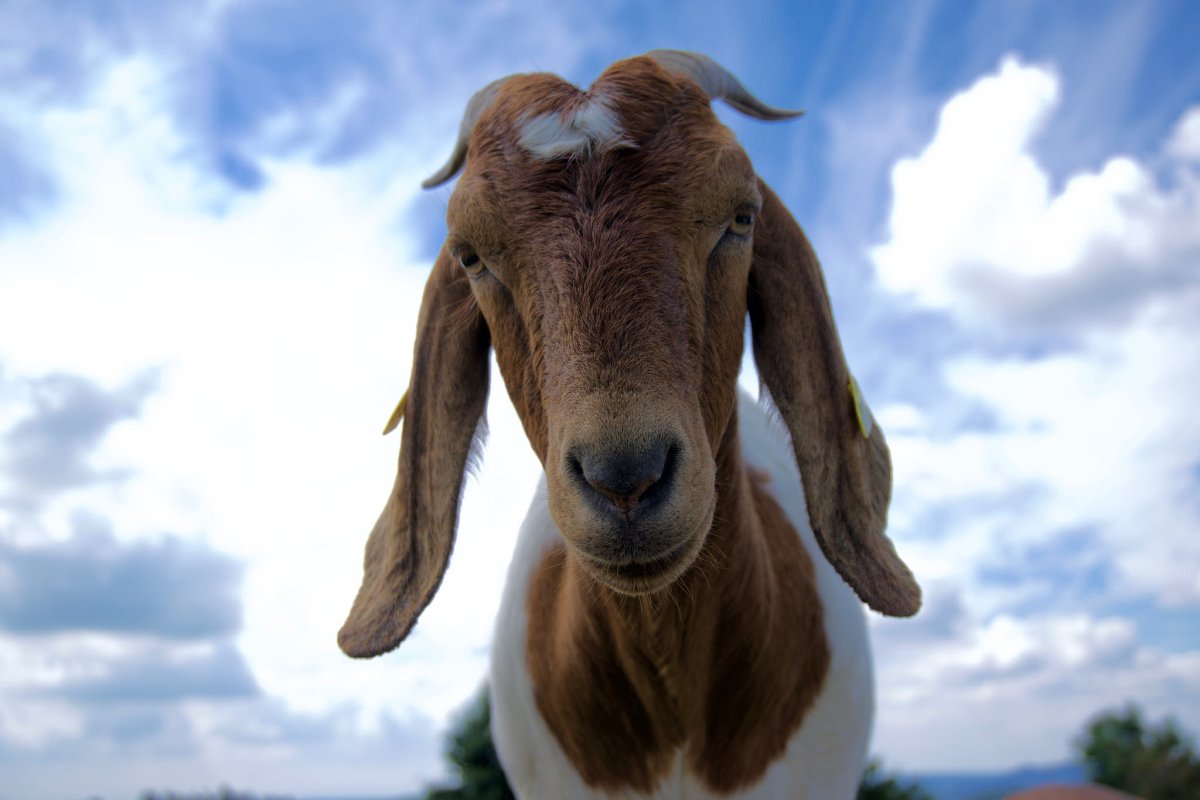 Goat обои