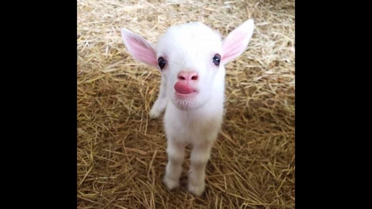 Милые козлята