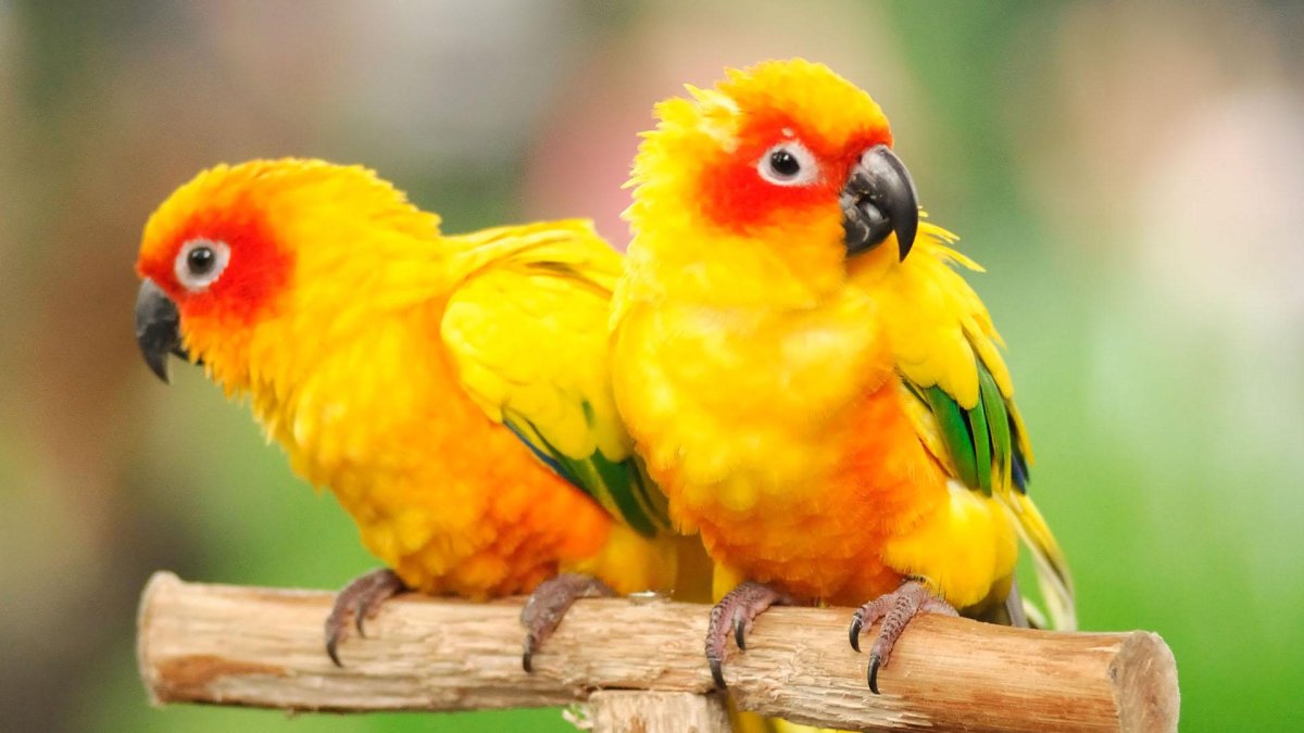 Greenish Yellow Parrot