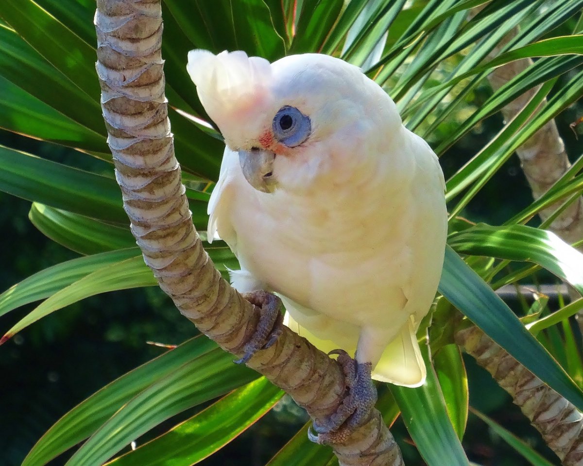 Тропическое животное вертикальное фото