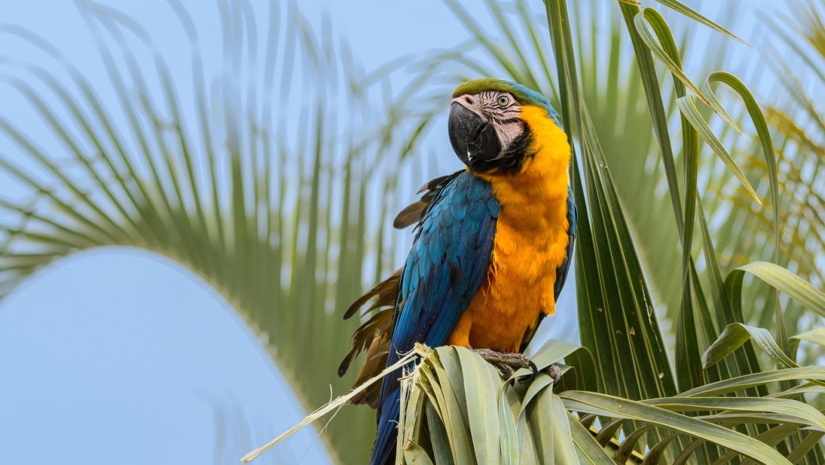 Попугай на Пальме