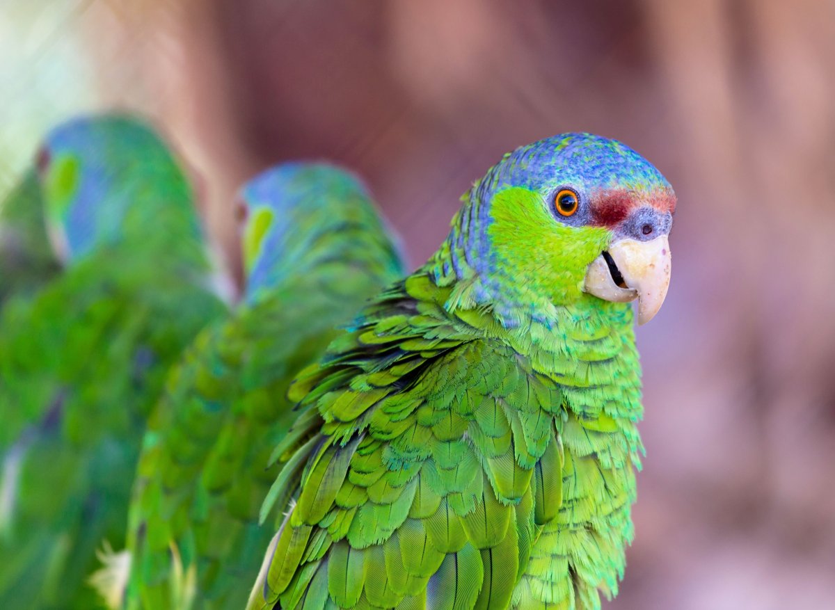 Певчий амазонский попугай
