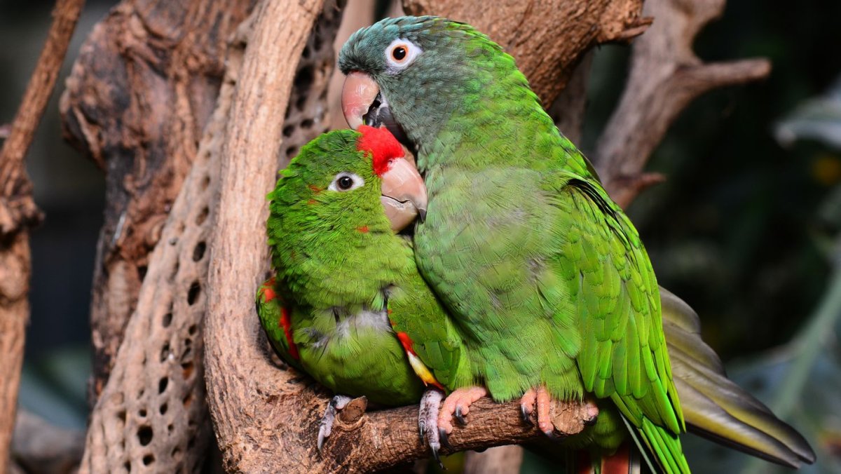 Попугаи домашние