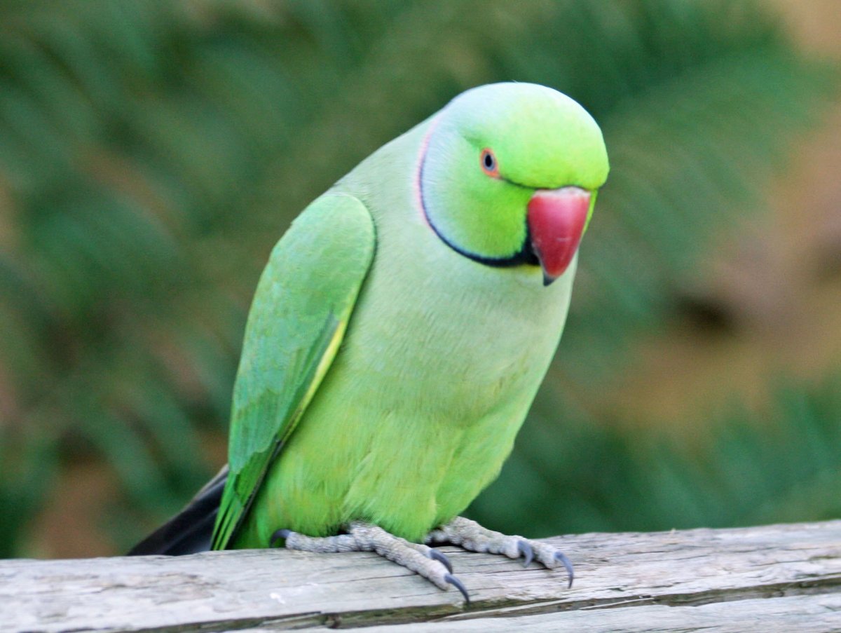 Indian ringneck попугай