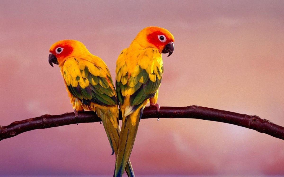 Попугай заботится своих детях